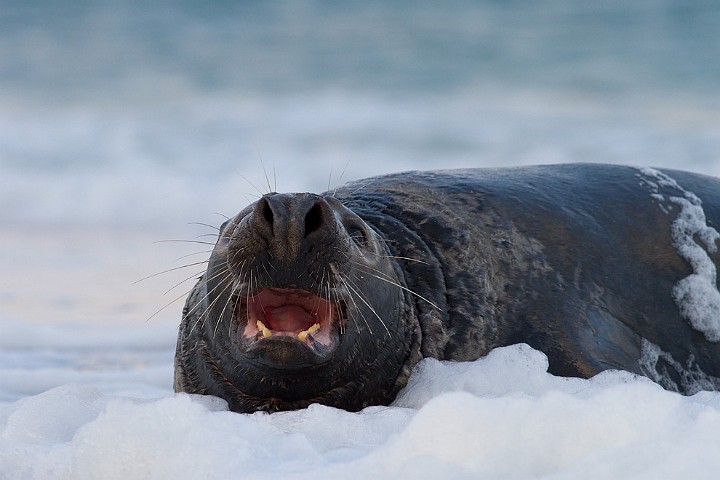 Kegelrobbe Halichoerus grypus